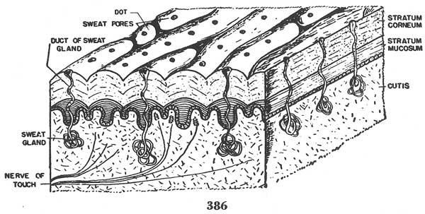 Fig. 386 Fig. 386