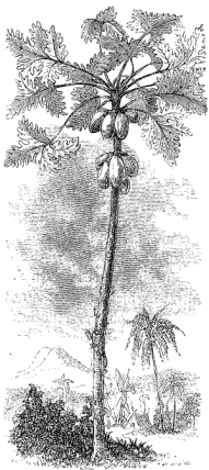 Papaya-tree. Papaya-tree.