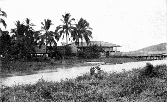 A TROPICAL BUNGALOW AND PALMS. Illustration: A TROPICAL BUNGALOW AND PALMS.
