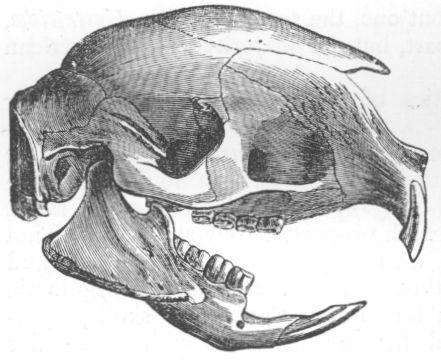 Skull of Porcupine.