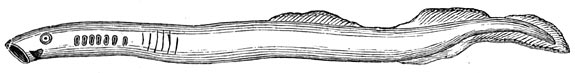 Fig. 54. De prik of lamprei, laagst ontwikkelde visch.