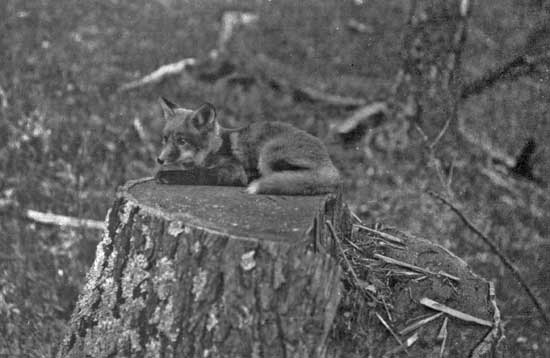 FOX