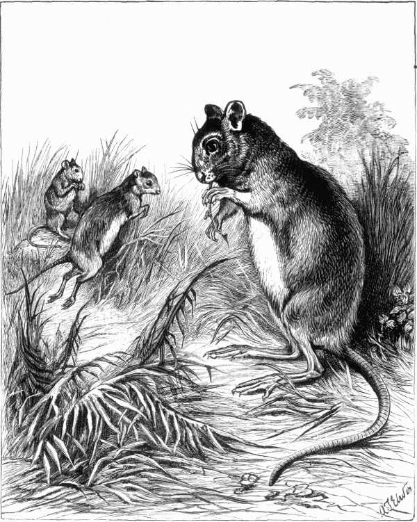 The Jumping Mouse.