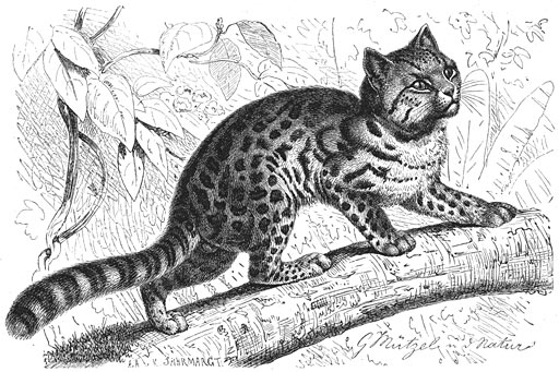 Tijgerkat (Felis tigrina). 1/7 v. d. ware grootte.