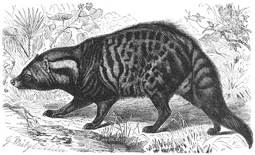 Afrikaansche Civetkat (Viverra civetta). ⅙ v. d. ware grootte.