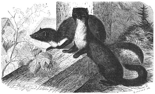 Steenmarter of Fluwijn (Mustela foina). ⅙ v. d. ware grootte.