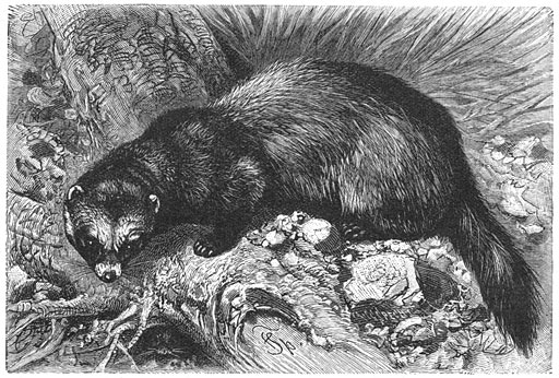 Bunzing (Putorius foetidus). ⅓ v. d. ware grootte.