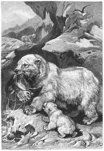 IJsbeer (Ursus maritimus).