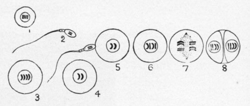 DIAGRAM ILLUSTRATING THE BEGINNING OF INDIVIDUAL LIFE