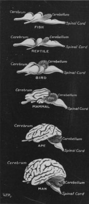 THIS DRAWING SHOWS THE EVOLUTION OF THE BRAIN FROM FISH TO MAN