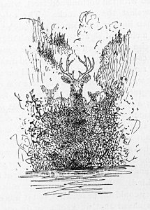 line drawing, deer line drawing, deer