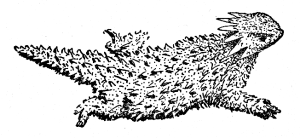 line drawing, lizard line drawing, lizard