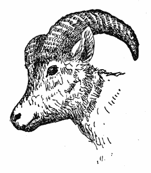 mountain sheep line drawing, mountain sheep