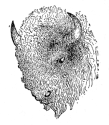 line drawing: bison line drawing: bison