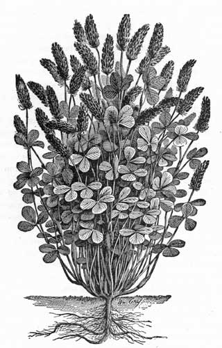 Fig. 233.