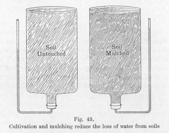 Fig. 43.  Cultivation and mulching reduce the loss of water from soils