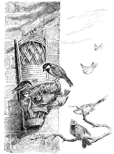 TITMICE