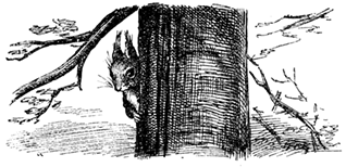 SQUIRREL