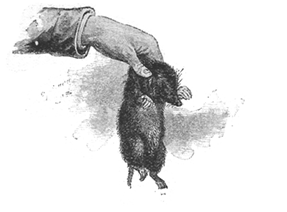 MOLE