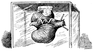 ROMAN SNAILS