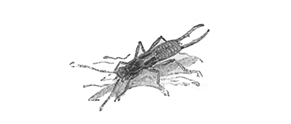 EARWIG