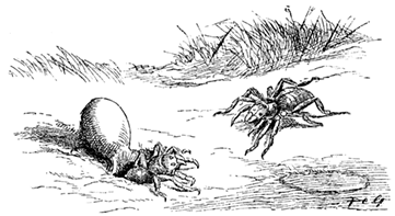 TRAP-DOOR SPIDERS