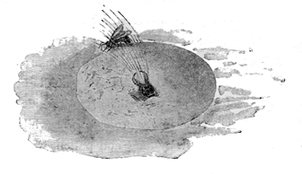 ANT-LION