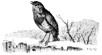 THE ROBIN