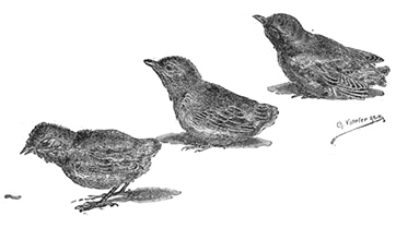 NESTLINGS