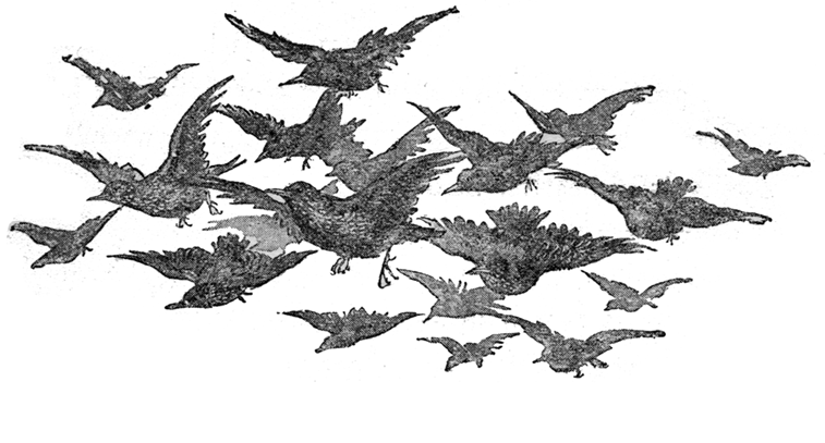 FLYING STARLINGS