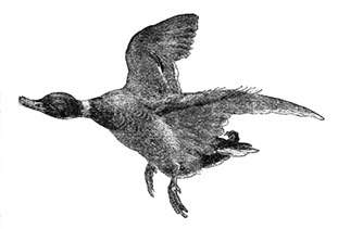 FLYING WILD DUCK