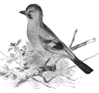 JAY