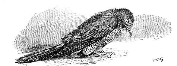 A YOUNG CUCKOO