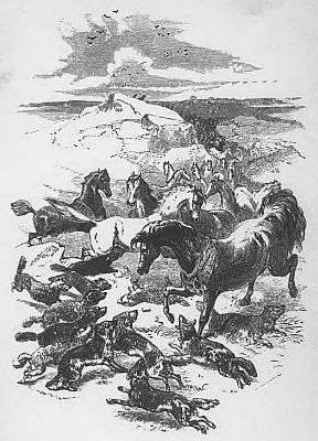 WILD HORSES AND WOLVES i006