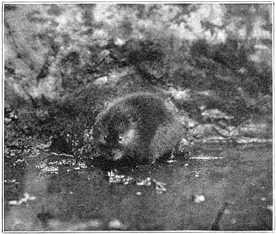 Water-rat