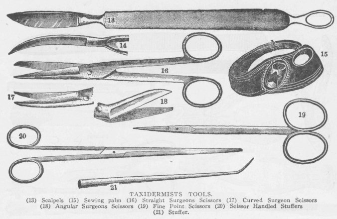 TAXIDERMISTS TOOLS. (13) Scalpels (15) Sewing palm (16) Straight Surgeons Scissors (17) Curved Surgeon Scissors (18) Angular Surgeons Scissors (19) Fine Point Scissors (20) Scissor Handled Stuffers (21) Stuffer.