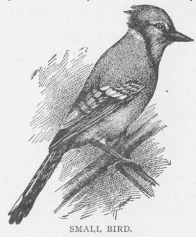 SMALL BIRD.