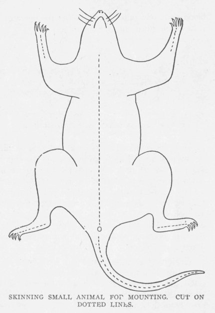 SKINNING SMALL ANIMAL FOR MOUNTING. CUT ON DOTTED LINES.