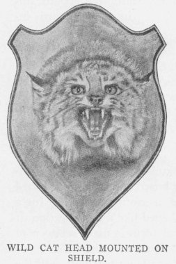 WILD CAT HEAD MOUNTED ON SHIELD.