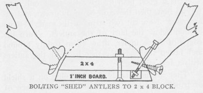 BOLTING "SHED" ANTLERS TO 2×4 BLOCK.