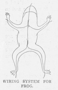 WIRING SYSTEM FOR FROG.