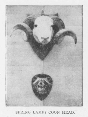 SPRING LAMB? COON HEAD.