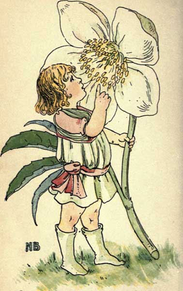 CHRISTMAS ROSE
