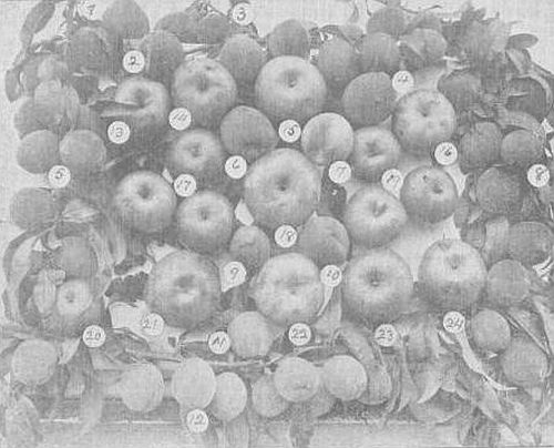 Approved Fruits illus_284
