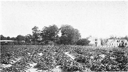THE SWEET POTATO FIELD. 1911 illus_425c