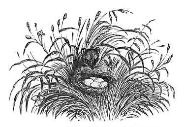 STOAT AND EGGS.