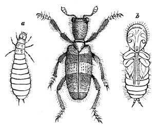 34. Hive Trichodes.