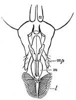 210. Mouth-parts of the House fly.