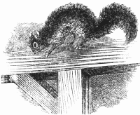Squirrel in the barn