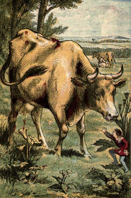 THE COW EATS TOM.